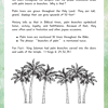 Palm leaves, palm trees, biblical symbolism, homeschool science, Bible stories, Palm Sunday, educational resource, Christian homeschooling, faith-based learning, biblical history, religious education, homeschool Bible study, palm branches, biblical facts, homeschooling curriculum.