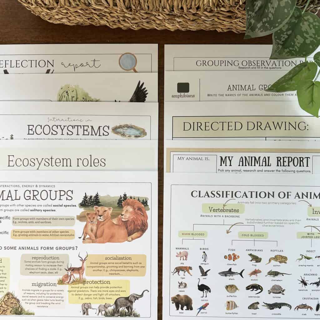 Elevation, a collection of homeschool science curriculum and resources for teaching ecosystems, animal classification, and nature studies with engaging worksheets and educational materials.