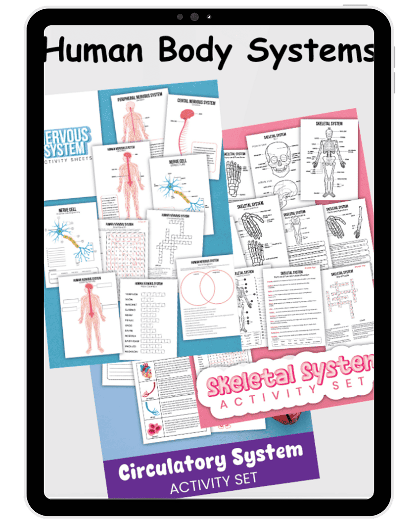 Narrowing the world of science with homeschool resources; detailed human body systems activity set for engaging homeschool science lessons.