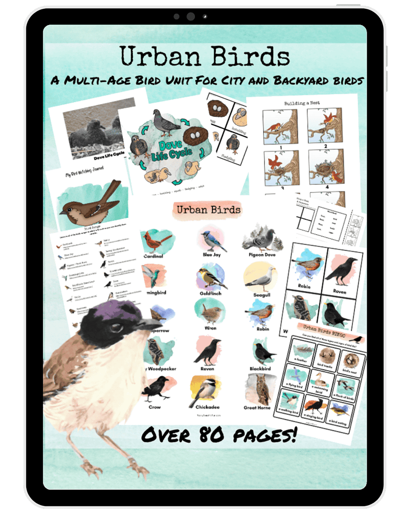 1. Digital educational bird unit for homeschool, featuring urban and backyard birds, bird life cycle, coloring pages, and activity sheets for homeschool learning and bird identification.