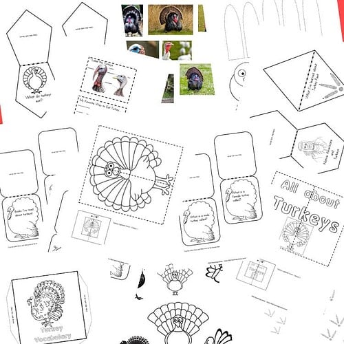 Z 42 Turkey lapbook 2 Turkey-themed educational crafts and activities for homeschooling, including fun turkey coloring and cut-out templates to enhance learning about turkeys and Thanksgiving.