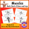 cropped-Z-40-back-muscles.jpg Muscle anatomy worksheets for homeschooling, focusing on back, arms, and leg muscles with handouts and fill-in-the-blank activities for visual learning.