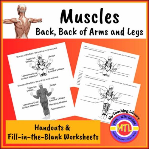 Muscle anatomy worksheets for homeschooling, focusing on back, arms, and leg muscles with handouts and fill-in-the-blank activities for visual learning.