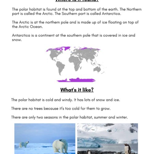 Arctic habitat infographic showing polar bears in a cold, snowy environment, illustrating the polar habitat's features for educational homeschool science lessons and geography studies.