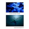 Cover-Sheet-Oceans-and-Sea-Animals.png Colorful bioluminescent jellyfish swimming in the ocean, showcasing sea life and ocean animals in a vibrant underwater scene.