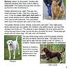 GTB2 Golden retriever puppy with a young boy, outdoor, friendly family pet, pet education, water breeds, dog training tips, homeschool pet resources, child and dog bonding.