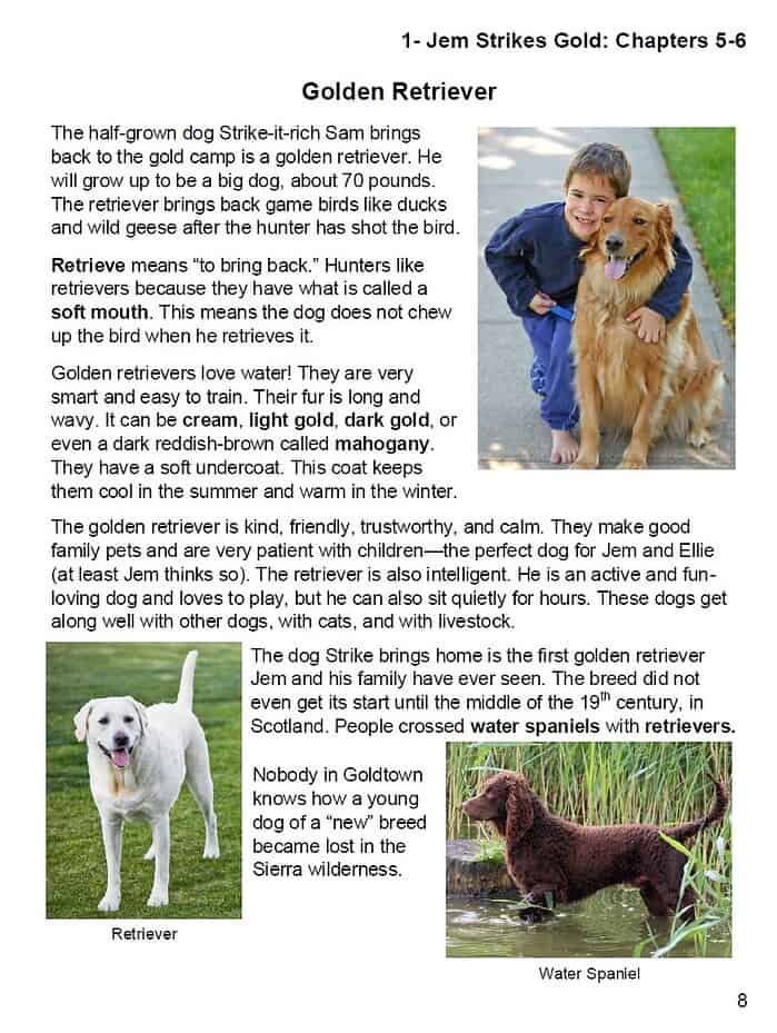 GTB2 Golden retriever puppy with a young boy, outdoor, friendly family pet, pet education, water breeds, dog training tips, homeschool pet resources, child and dog bonding.