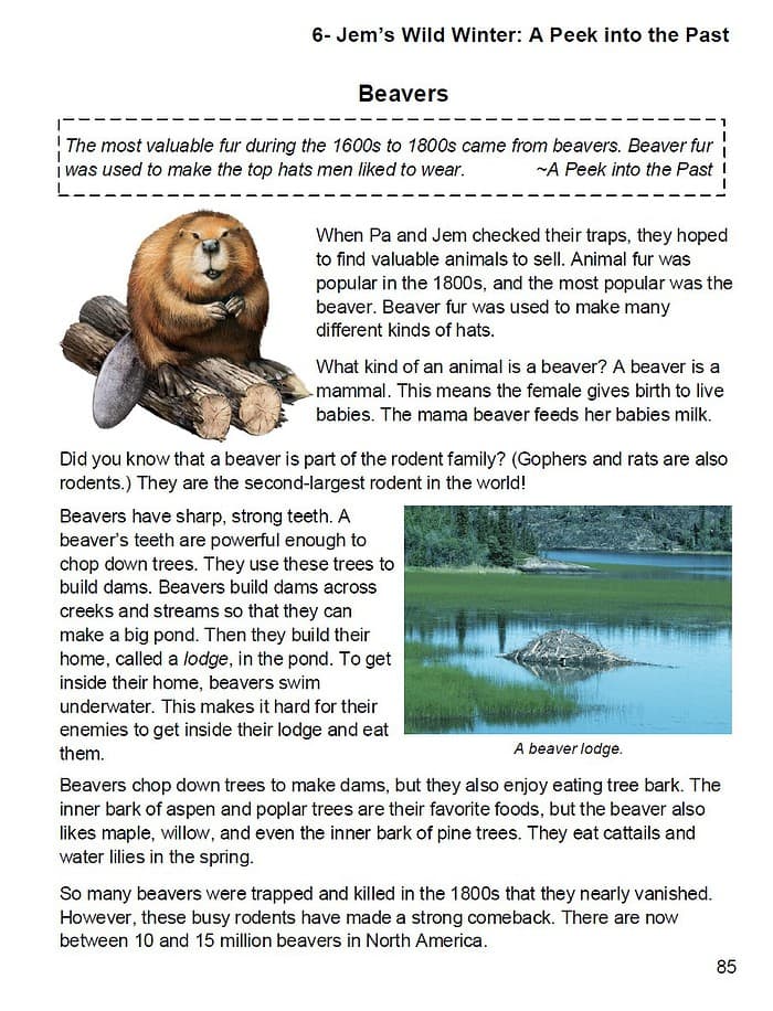 GTB8 Beaver habitat conservation, rodent family, homeschool education resources, wildlife study materials, beaver lodge habitat, nature and animal science, homeschool science activities, beaver diet and behavior, beaver ecosystem nature study, homeschooling nature exploration.