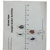 Gorilla unit sample page (3) Height chart for order activity with images of gorilla, chimpanzee, orangutan, and bonobo, illustrating great ape heights in feet for homeschooling resources and educational lesson plans.