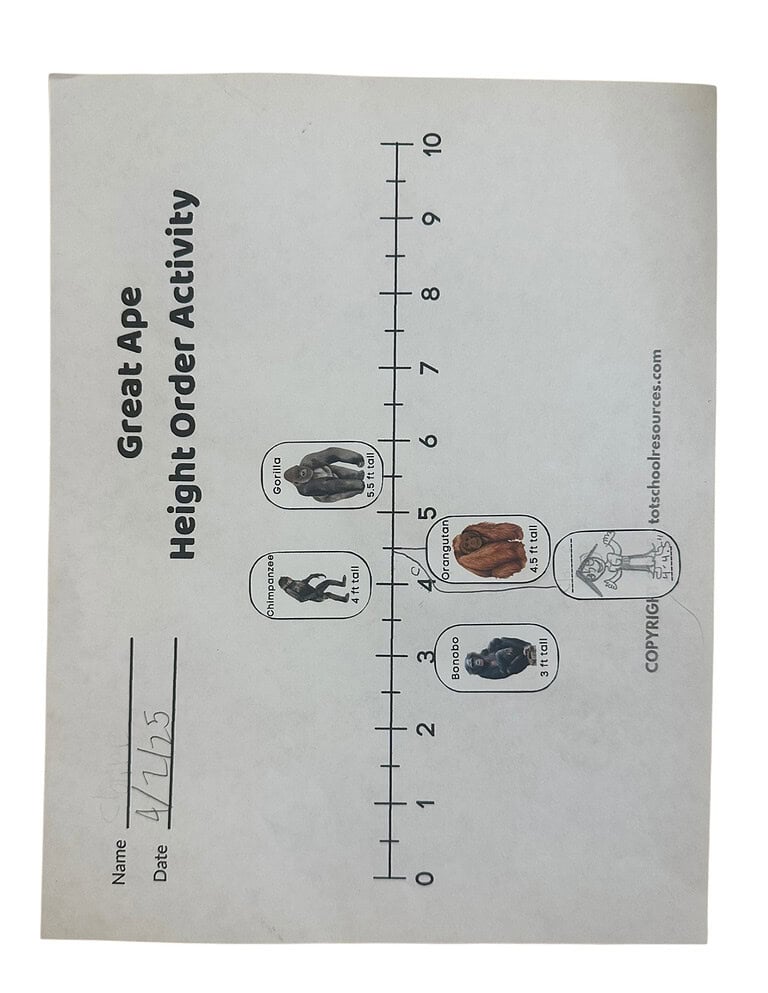 Gorilla unit sample page (3) Height chart for order activity with images of gorilla, chimpanzee, orangutan, and bonobo, illustrating great ape heights in feet for homeschooling resources and educational lesson plans.