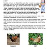 PT2 Roosters and hens illustrations for homeschool science, featuring detailed descriptions of chicken breeds, behavior, and appearance, ideal for homeschool resources and educational activities.