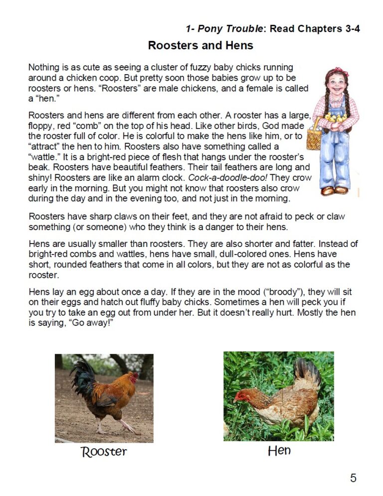PT2 Roosters and hens illustrations for homeschool science, featuring detailed descriptions of chicken breeds, behavior, and appearance, ideal for homeschool resources and educational activities.
