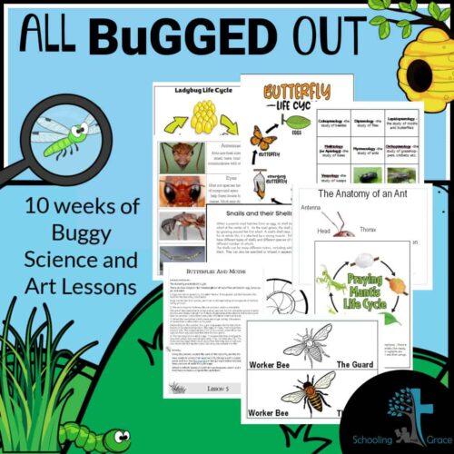 Square image Colored educational bug science and art lessons for homeschooling, including butterfly life cycle, ant anatomy, wasp and bee studies, and caterpillar art projects, designed for 10-week homeschool curriculum.