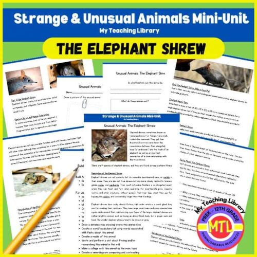 Elephant shrew animals mini-unit homeschool resource for teaching about unusual animals and their habitats.