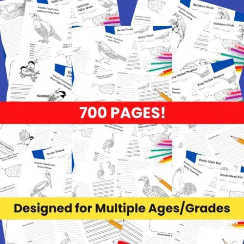 Coloring pages featuring various bird species for homeschool science and nature studies, suitable for different grade levels and ages.