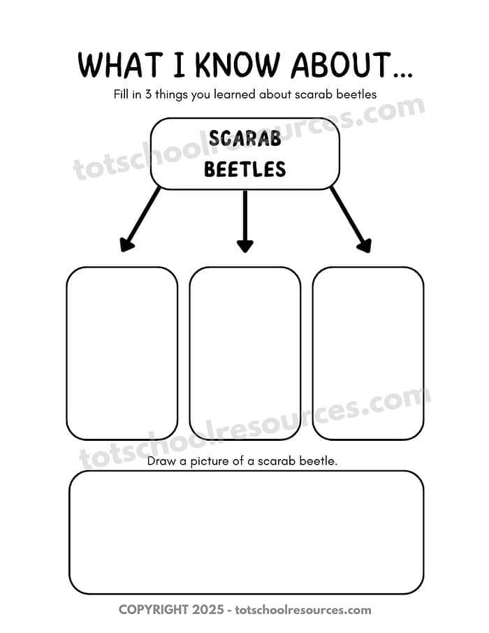 Scarab beetles nature educational worksheet for homeschooling and science learning.