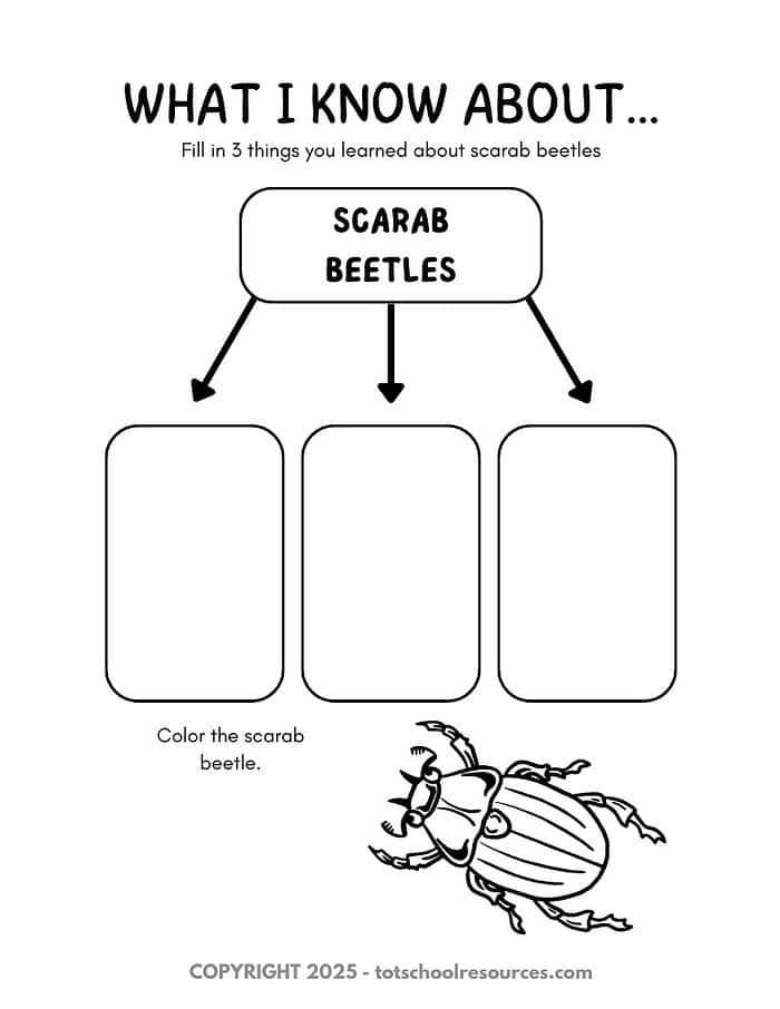 1. Educational worksheet for homeschooling, featuring a science activity to learn about scarab beetles and their characteristics, ideal for kids' STEM and nature studies.