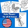 wy-16-c.jpg Colorful flashcards featuring state flowers for all 50 U.S. states, perfect for homeschool education and state flower learning resources.