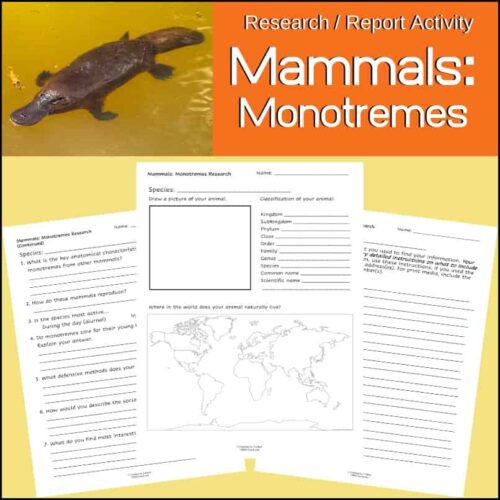 Reptile in water with a research activity sheet on mammals monotrems for homeschooling, focusing on science, biology, and animal classification.