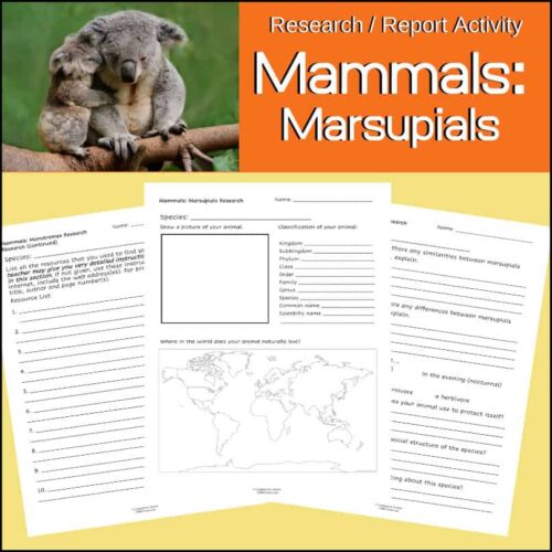 Koala hugging a tree branch on green grass background, educational research activity sheet about mammal marsupials, homeschooling animal study printable, kids biology activity, homeschool science resource.