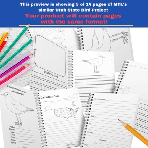 Coloring pages of California gull for homeschool bird study, including bird identification, scientific classification, and habitat details, perfect for homeschool resources and bird education.