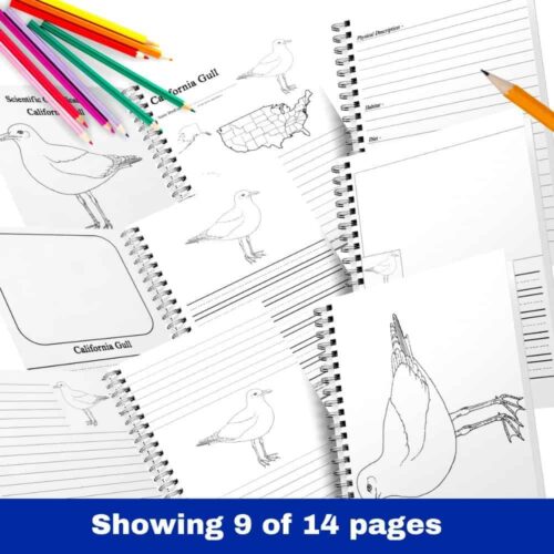 Colorful bird identification and nature journal printable pages for homeschool science and bird studies. Includes sketches, lines for notes, and areas for habitat and diet info. Perfect for beginner to advanced bird enthusiasts.
