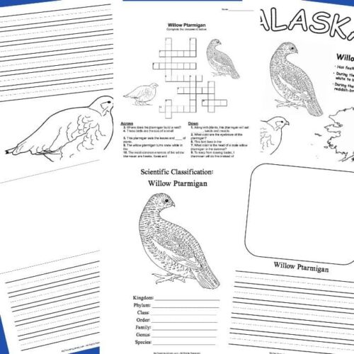 Willow Ptarmigan science worksheet for homeschool and educational use, featuring coloring and classification activities, ideal for teaching bird species identification, science, and nature studies.