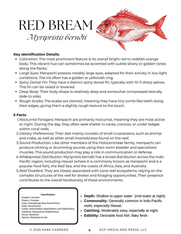 Copy-of-Fish-Profiles.zip-13.png Red bream fish illustration for homeschooling science resources, featuring detailed identification facts on fish morphology, habitat, and classification—perfect for science lessons about marine life and ichthyology.