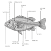 Copy-of-Fish-Profiles.zip-22.png External fish anatomy illustration with labeled body parts, including fins, scales, and mouth, ideal for homeschool science resources and biology curriculum.