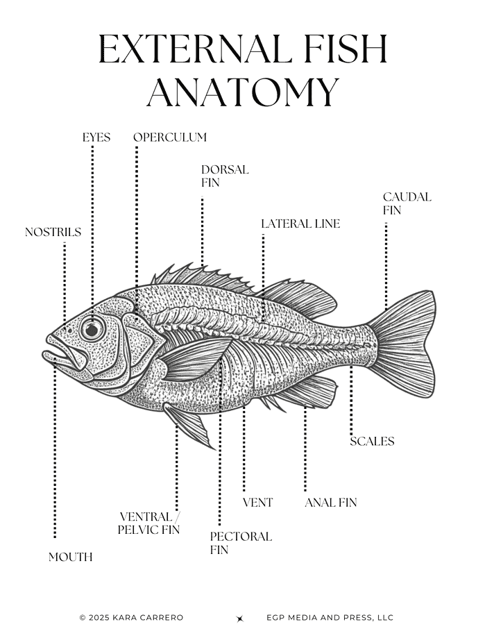 Copy-of-Fish-Profiles.zip-22.png External fish anatomy illustration with labeled body parts, including fins, scales, and mouth, ideal for homeschool science resources and biology curriculum.
