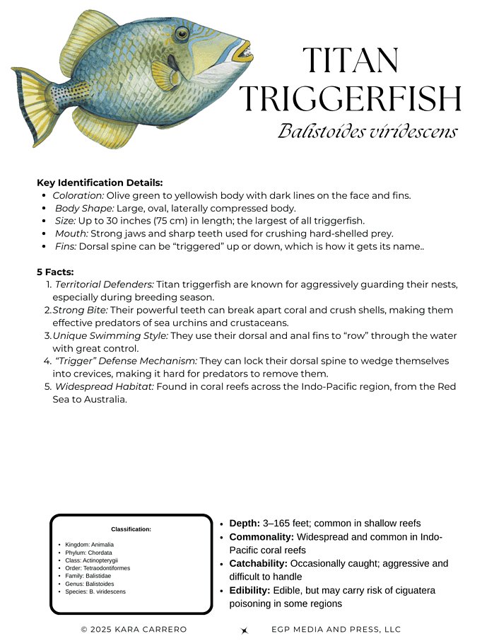 Copy-of-Fish-Profiles.zip-3.png Colorful illustration of Titan Triggerfish, a marine creature with key facts about its size, habitat, and behavior, ideal for homeschool science and marine biology lessons.