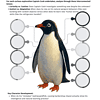 Mr-Poppers-Penguins-activities.png 1. Close-up educational illustration of a penguin used for homeschooling science lessons, highlighting curiosity and adaptation in nature.