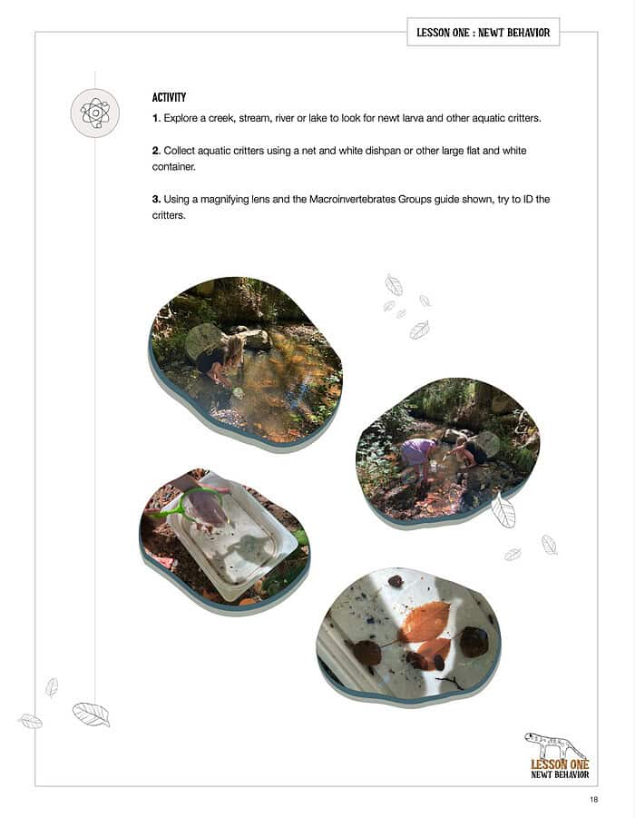 1. Children exploring a creek to find aquatic critters, collecting specimens with nets, and identifying creatures using magnifiers for homeschool science lessons.