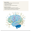 Pollyanna.zip-30.png Brain model illustration for homeschooling neuroscience, coding, and STEM education using nerve system visuals.