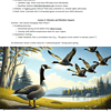 The-Wild-Robot.zip-35.png - Homeschool resource for bird migration unit, data collection, weather impacts, and science activities for homeschooling families.
