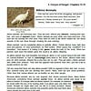 cod1 Albino animals educational resource featuring white albino turkey, frog, and bat images for homeschooling science lessons on rare, legend, and pure white animals.