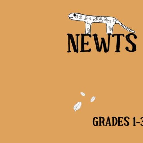 Bright orange homeschool newsletter cover featuring a playful illustrated cat on the word "NEWS," with leaves falling, targeting grades 1-3, ideal for homeschooling resources and educational updates.