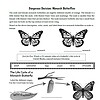 dd2 Monarch butterfly comparison illustration and life cycle educational worksheet for homeschool science lessons on insect development and butterfly identification.
