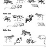 1. Animals categorized by habitat zones including forests, mountains, and plains for homeschooling science and biology lessons.