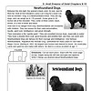 gold1 Black Newfoundland dog with thick fur standing outdoors, part of homeschool educational material.