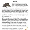 Amphibian frog, bullfrog, homeschool science lesson, educational resource, homeschool science activity, teaching amphibians, homeschool extracurricular, science curriculum for kids, homeschool lesson plan, amphibian biology.