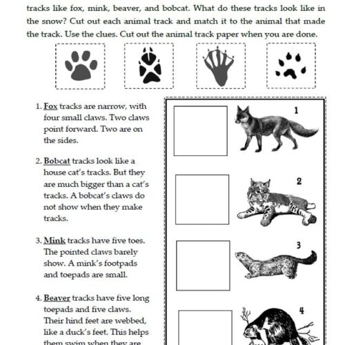 Fox, animal tracks, wild winter animal worksheets for homeschooling, educational activities for kids, animal track matching activity, homeschool resources.