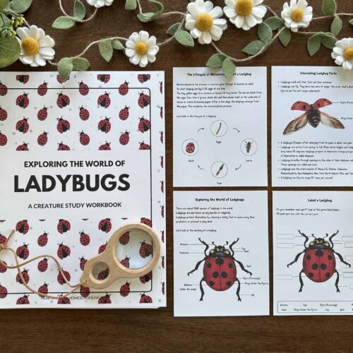 Ladybugs educational workbook with printable activity sheets on ladybug anatomy, life cycle, and interesting facts, perfect for homeschooling science lessons and nature exploration.