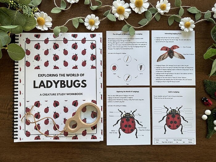 Ladybugs A Creature Study by Wisdom from Heaven_The Art Kit 10 Ladybugs educational workbook with printable activity sheets on ladybug anatomy, life cycle, and interesting facts, perfect for homeschooling science lessons and nature exploration.