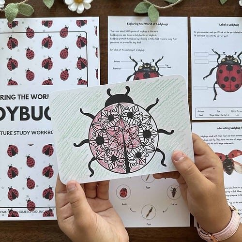 Ladybugs A Creature Study by Wisdom from Heaven_The Art Kit 8 Colorful ladybug-themed educational worksheets and coloring pages for homeschooling, promoting interactive learning about ladybug anatomy, life cycle, and fun activities for children.