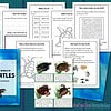Sea Turtles workbook stylized graphic Colorful sea turtle educational workbook with pages on turtle species, life cycle, and sea animal activities, ideal for homeschooling science and marine biology lessons.