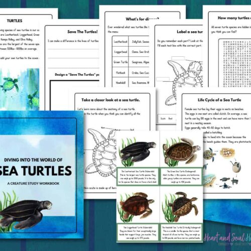 Colorful sea turtle educational workbook with pages on turtle species, life cycle, and sea animal activities, ideal for homeschooling science and marine biology lessons.