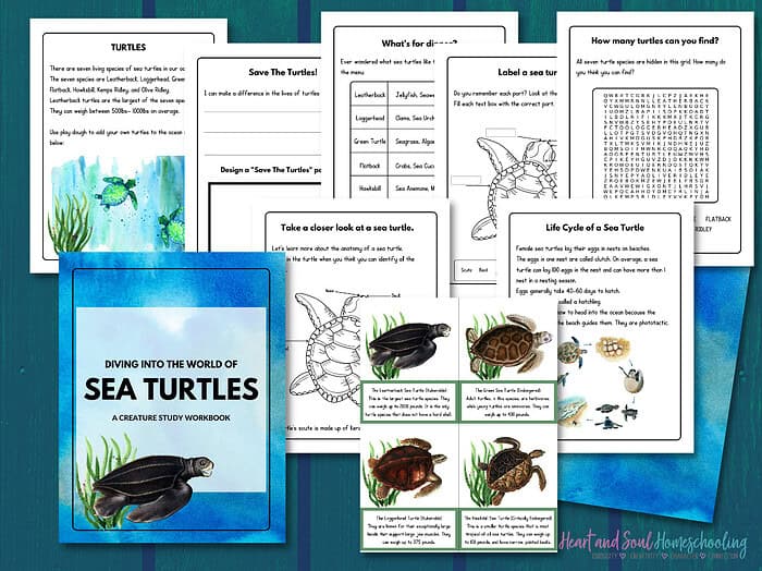 Sea Turtles workbook stylized graphic Colorful sea turtle educational workbook with pages on turtle species, life cycle, and sea animal activities, ideal for homeschooling science and marine biology lessons.
