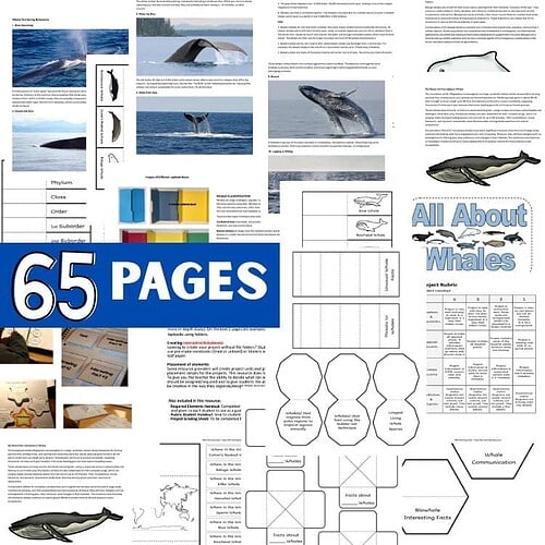 Z-31-Whales-Interactive-a.jpg Whale anatomy illustration and educational resources displayed on homeschool science curriculum pages, highlighting whale biology, classification, and fun facts for homeschool science lessons.