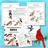 1. Comprehensive homeschool bird study resource with worksheets, bird lifecycle charts, and bird identification activities designed for grade-school learners.